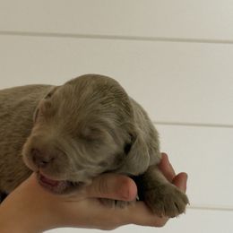 Silver boy 3 - male Long Haired Weimaraner puppy in Lancaster, Kentucky from Heavy Hollow Farm