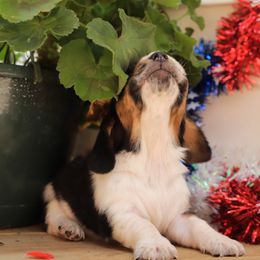 Basset Hound Puppies from Pleasant Bay Basset Hounds