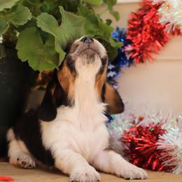 Basset Hound Puppies from Pleasant Bay Basset Hounds