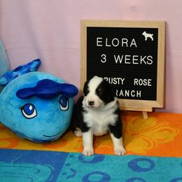 Miniature American Shepherd and Miniature Australian Shepherd Puppies from Rusty Rose Mini Aussies and Mini American Shepherds