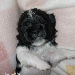 Diva - Black and white female Shih Tzu puppy in Arcadia, Florida from Kitsune Cuddles and kisses