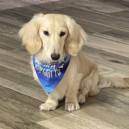 Noah - Dachshund