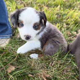 Molly - Blue merle female Miniature Australian Shepherd puppy in Marion, Michigan from Highland Hills Mini Aussies