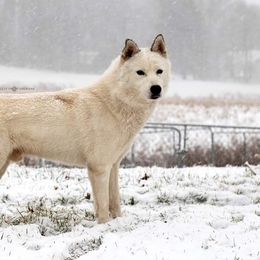 Siberian Husky Puppies from Breezy Valley Siberians