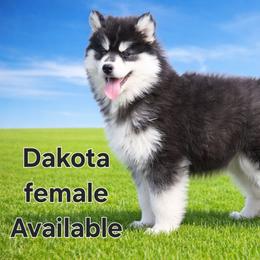 Dakota - Black and white female Siberian Husky puppy in Gorman, Texas from Bransford Paw Pack/Timber Huskies