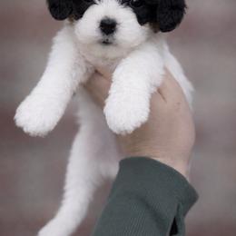 Bella (Teal Collar) - Tri-color female Cavapoo puppy in Sacramento, California from Lipscomb Doodles