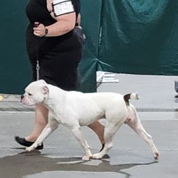 Malone - American Bulldog