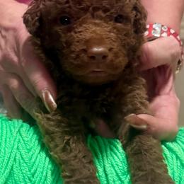 Light Green Male - Brown male Chesapeake Bay Retriever puppy in Houston, Texas from Monarch Chesapeakes