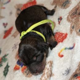Stormi - Black female Miniature Schnauzer puppy in Warren, Michigan from T&T