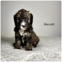 Biscotti - Sable male Bernedoodle puppy in Pennsylvania from Bells Bernedoodles