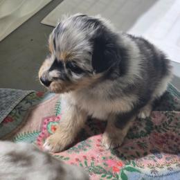 Omelet (Blue Merle) - Blue merle male Australian Shepherd puppy in Rainsville, Alabama from Chaparro Farm Aussies