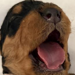 Airedale Terriers from Susie Mitchell