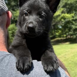 Primrose Pink Female - Black female German Shepherd puppy in Buffalo, West Virginia from Z Tykev Vino LLC