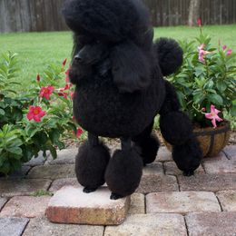 Poodles from Madness Kennels