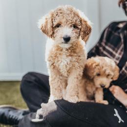 Bernedoodle, Goldendoodle, Poodle, and Shihpoo Puppies from Stormie's Doodles