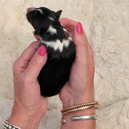Rani - Black white and tan female Shetland Sheepdog puppy in Mount Sterling, Kentucky from Justsimplyshelties