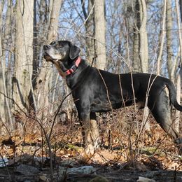 Catahoula Leopard Dogs from Suzanne White's Catahoula Leopard Dogs