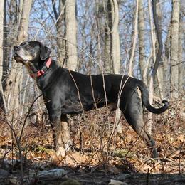 Catahoula Leopard Dogs from Suzanne White's Catahoula Leopard Dogs
