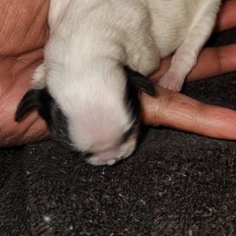 "Blanca" - Black and white Shih Tzu puppy in Burlington, North Carolina from AhandfulofLoveBreeders
