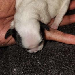 "Blanca" - Black and white Shih Tzu puppy in Burlington, North Carolina from AhandfulofLoveBreeders