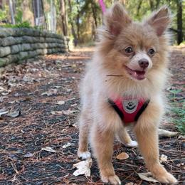 Bubbles (Sweet Girl) - Chocolate merle female Pomeranian puppy in Hughes Springs, Texas from Hughes Springs Tx Poms