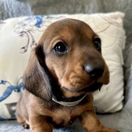 Gray Collar Boy - Red male Dachshund puppy in Orange Lake, Florida from Cameo Dachshunds