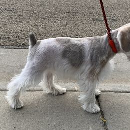 Miniature Schnauzer Puppies from Star Schnauzers