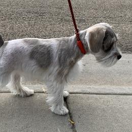 Miniature Schnauzer Puppies from Star Schnauzers