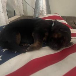 Liberty-Teal collar - Black and red female German Shepherd puppy in Ronan, Montana from Semper Fi K9 Montana