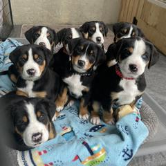Greater Swiss Mountain Dog Puppies from Woodland Swissie’s