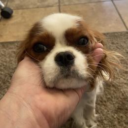 Katie - Blenheim female Cavalier King Charles Spaniel puppy in Wichita, Kansas from Christina’s Cavaliers