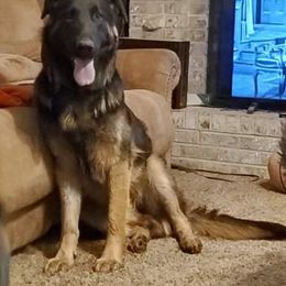 Tank - German Shepherd