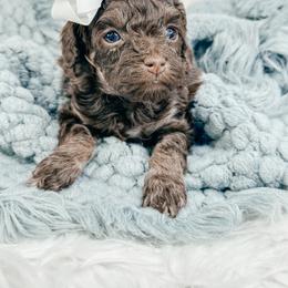 Fudge - Brown and tan female Cockapoo puppy in Otisville, Michigan from Danie’s Darling Doodles LLC