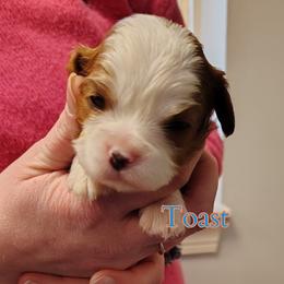 Toast - Blenheim male Cavalier King Charles Spaniel puppy in Rockville, Maryland from Skais the Limit Cavaliers