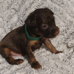 Russian Toy Puppies from Chenier Russian toys