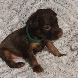 Russian Toy Puppies from Chenier Russian toys