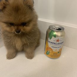 Pomeranian Puppies from Halo Poms