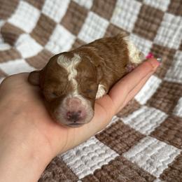 Rio - Parti male Goldendoodle puppy in Alamance County, North Carolina from Doodle Squad Puppies