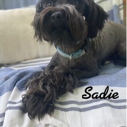 Sadie - Miniature Schnauzer