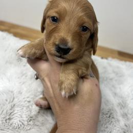 Red boy - Red male Dachshund puppy in Payette, Idaho from NT Mini Doxies