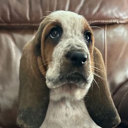 3,450.00 - Teal collar Female - Black brown and white female Basset Hound puppy in Columbia, South Carolina from Pawmetto Hounds