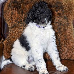 Luna - Parti female Goldendoodle puppy in Idaho Falls, Idaho from High Quality Goldendoodles