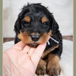 Rex - Black male Bernedoodle puppy in Connersville, Indiana from Deaz Doodle Ranch