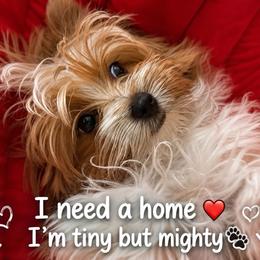 Prince Golddust  Yorkie - Tan and white male Yorkshire Terrier puppy in Concord, California from Puppy Boutique