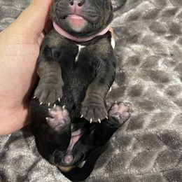 Bulldog Puppies from Bay Area Bulldogs
