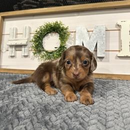 Ginger - Dapple female Dachshund puppy in Stilwell, Oklahoma from B & K Dachshunds