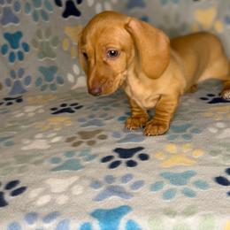 Lil' Red - Red female Dachshund puppy in Chesapeake, Virginia from Pudgy Paws Dachshunds