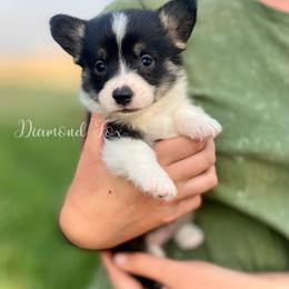 Victoria - Black and tan female Pembroke Welsh Corgi puppy in Weston, Idaho from Diamond Fox Corgis