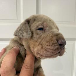 Tom Buchanan - Merle male Great Dane puppy in Florida from Beachside Kennels