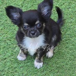 Uno - Black and tan male Chihuahua puppy in Bowdon, Georgia from Paschal's Pups